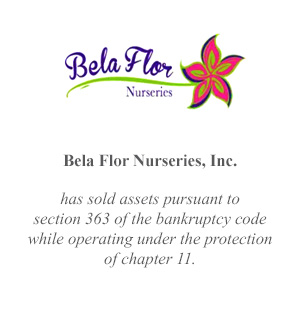 bela-flor